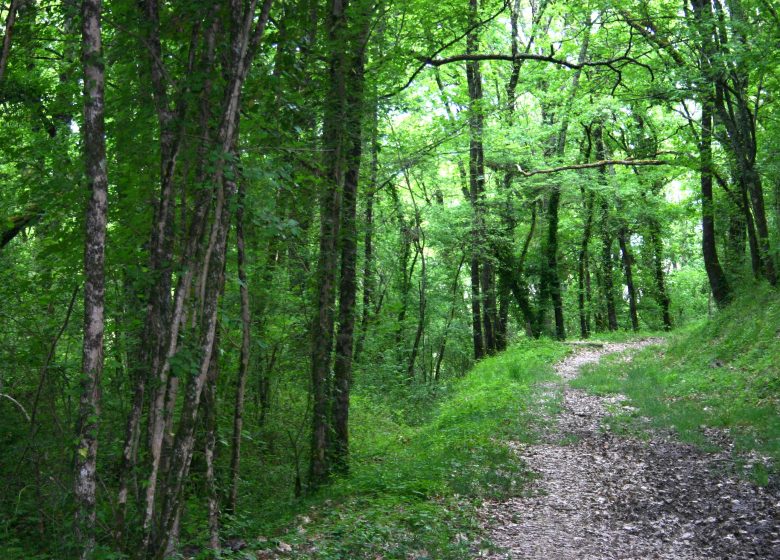 Entre Durèze et Soulège