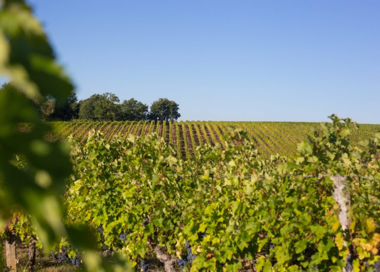 La Transversale : Castillon-la-Bataille à Blasimon